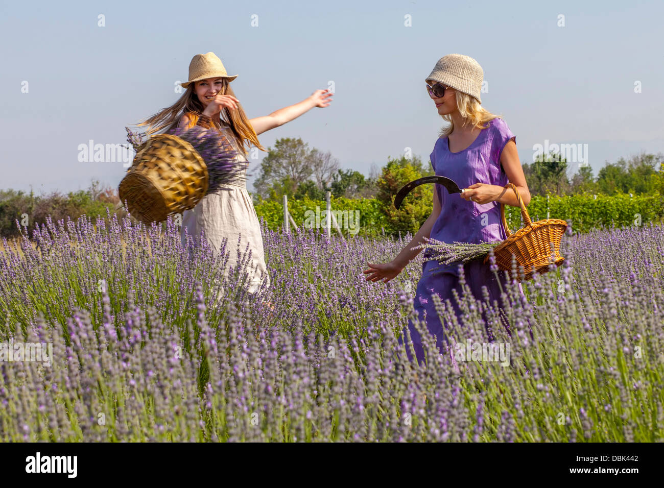 Young Women in Lavender Field,  Croatia, Dalmatia, Europe Stock Photo