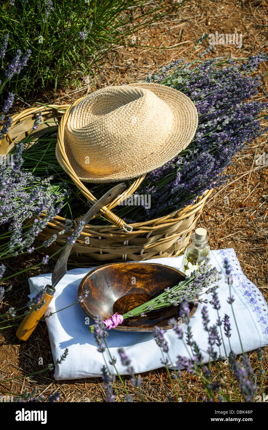 Lavender Flowers in Basket, Croatia, Dalmatia, Europe Stock Photo