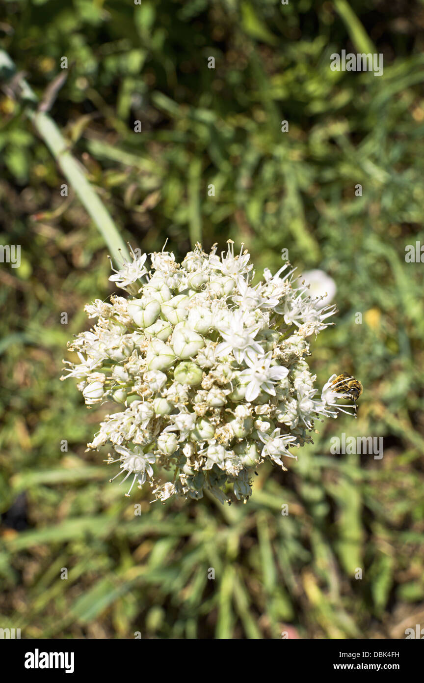 Onion flower head in garden Stock Photo Alamy