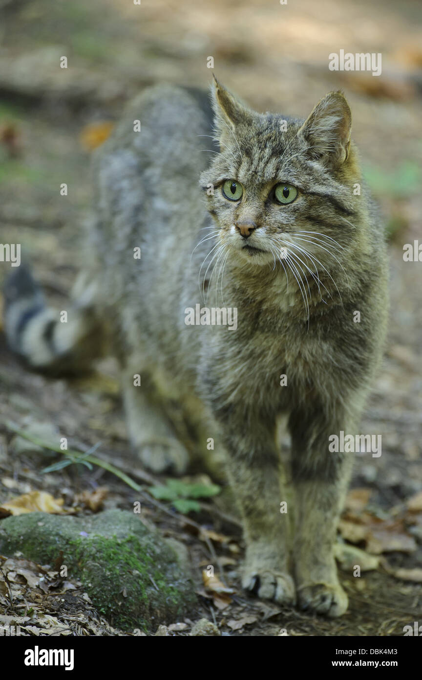 Wildcat, Felis silvestris, Bavarian Forest, Bavaria, Germany, Europe Stock Photo