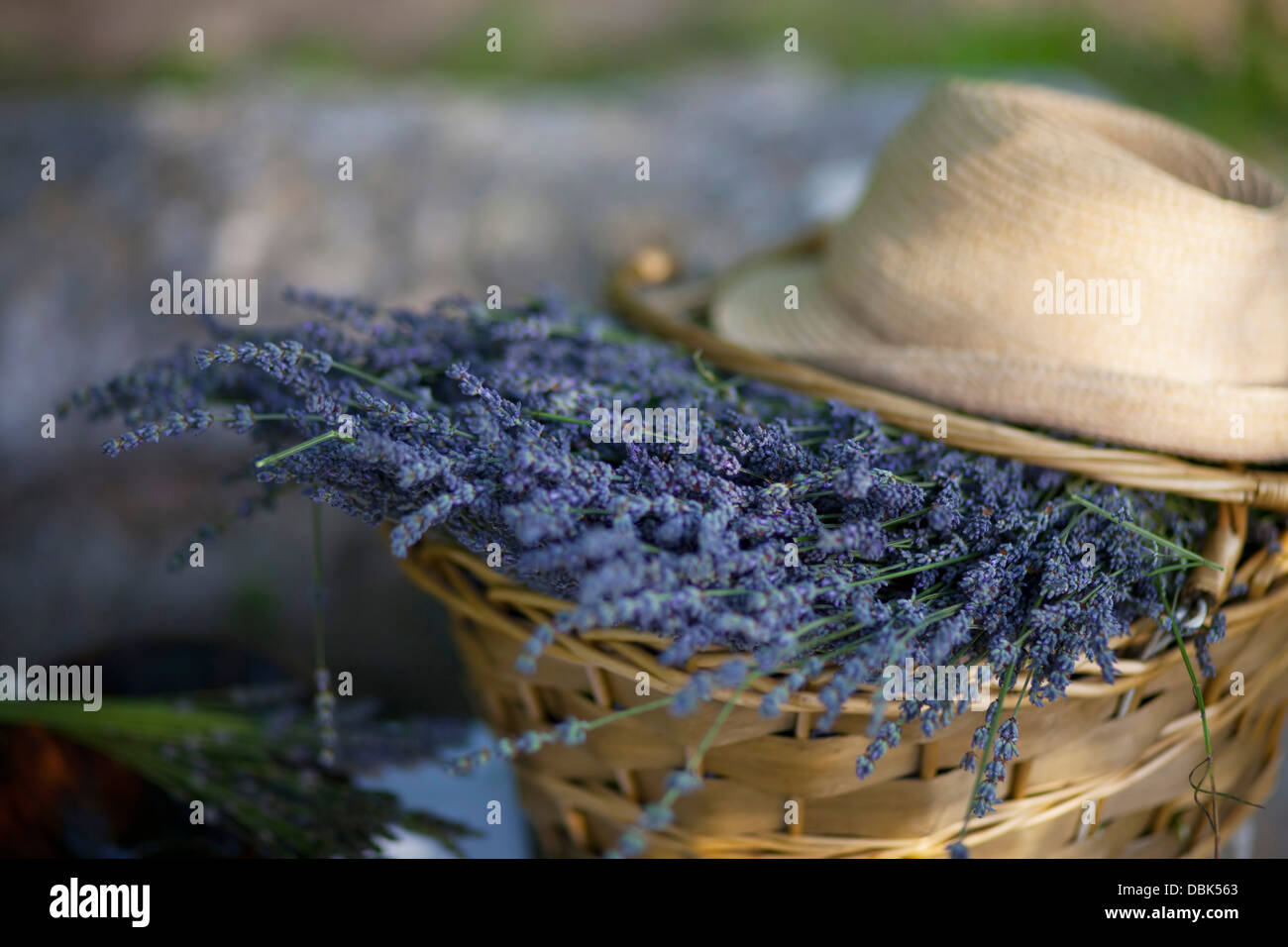 Bunch Of Lavender Flowers In Basket, Croatia, Dalmatia, Europe Stock Photo