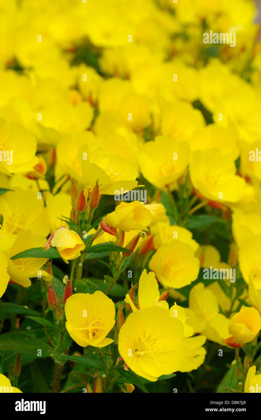 Oenothera is a genus of about 125 species of herbaceous flowering plants. Stock Photo