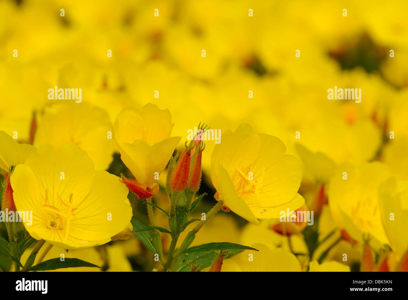Oenothera is a genus of about 125 species of herbaceous flowering plants. Stock Photo