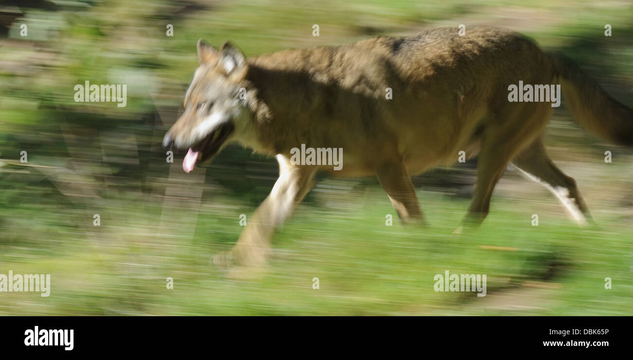 Running wolf canis lupus bavarian hi-res stock photography and images ...