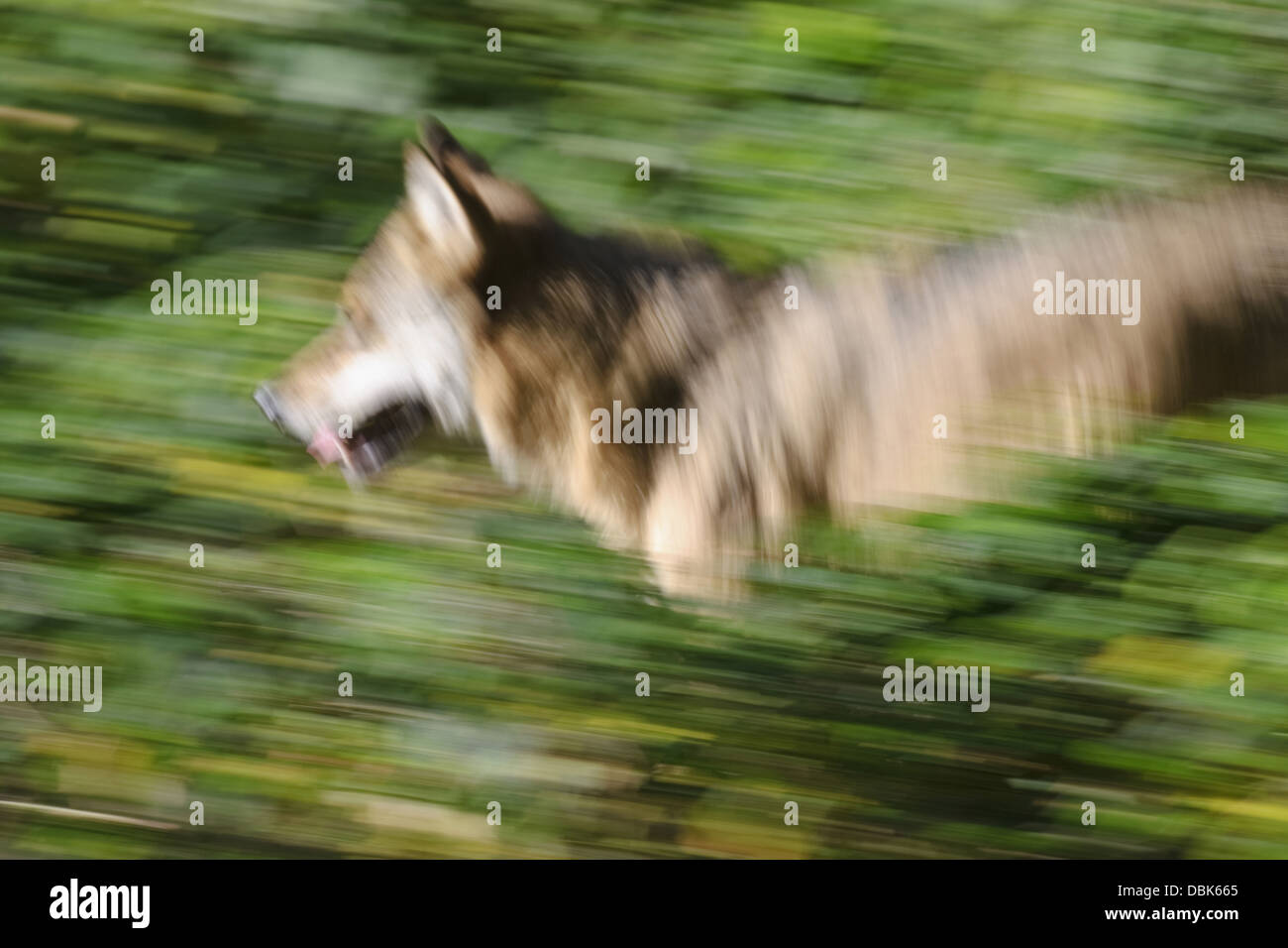 Running wolf, Canis lupus, Bavarian Forest, Bavaria, Germany, Europe ...