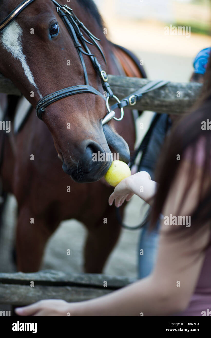 Horse eating apple hires stock photography and images Alamy