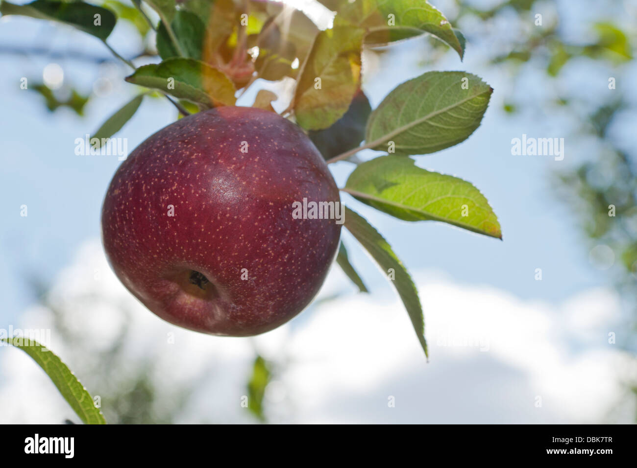 apple in orchard in the fall Stock Photo