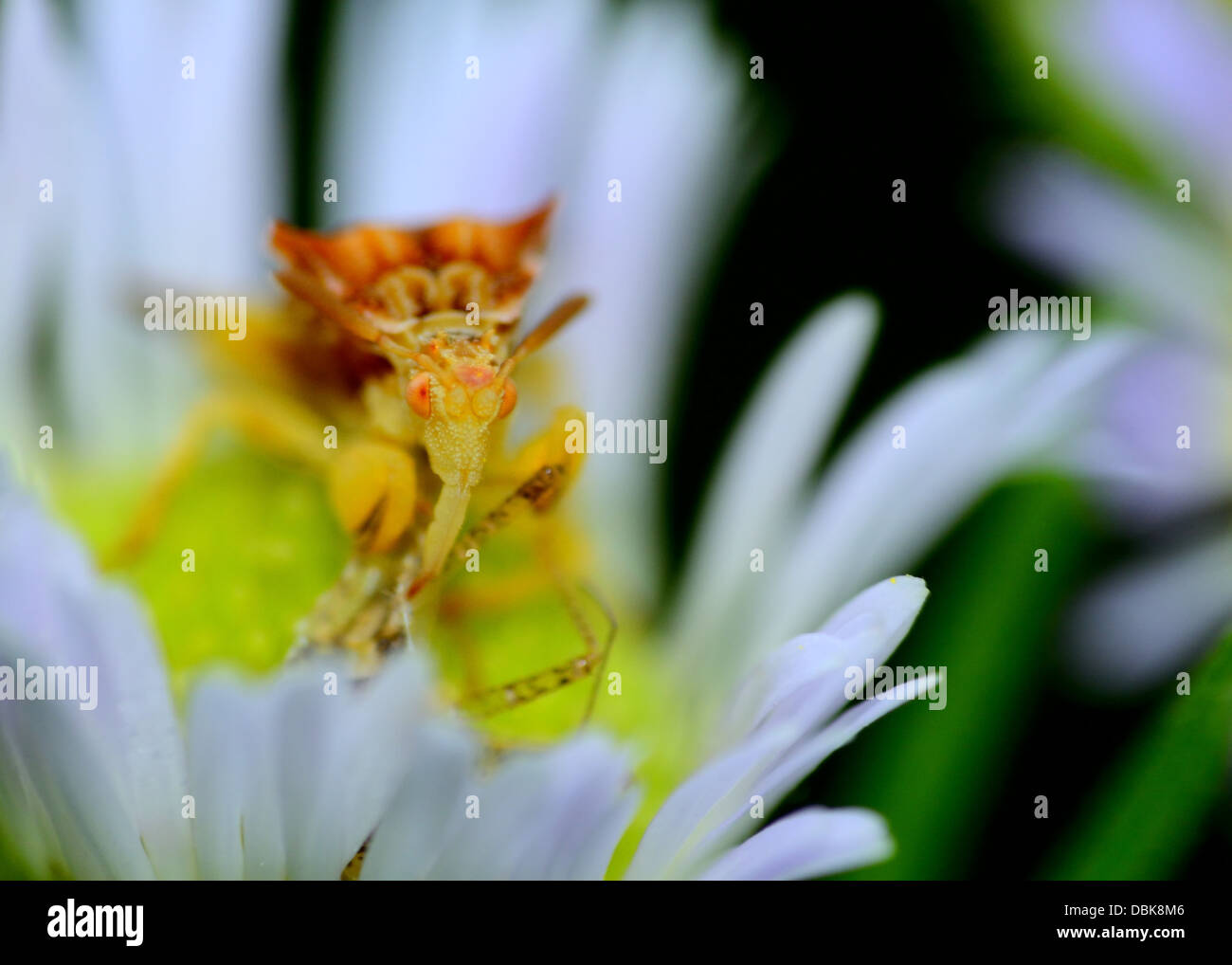 An Ambush Bug perched on a flower eating prey. Stock Photo