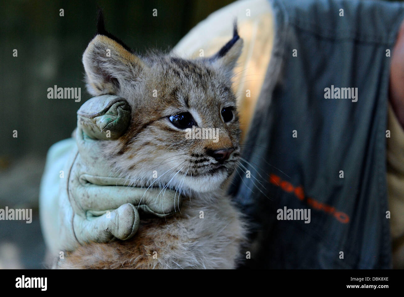 One of Canadian lynx triplets (born in May) is seen during vaccination ...