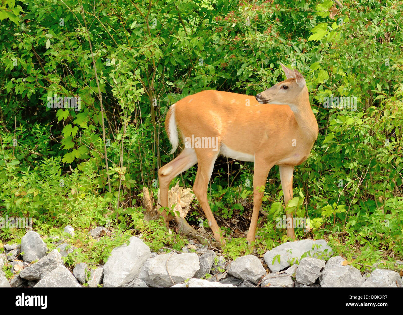 Whitetail deer doe hi-res stock photography and images - Alamy