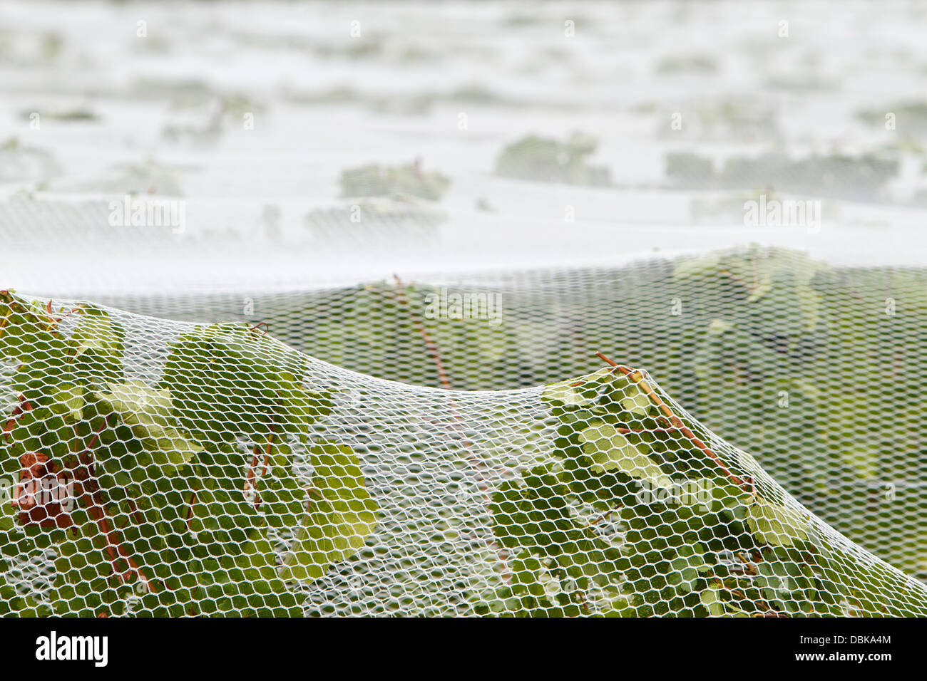 Bird netting covering rows of grapevines at a vineyard outside Cromwell