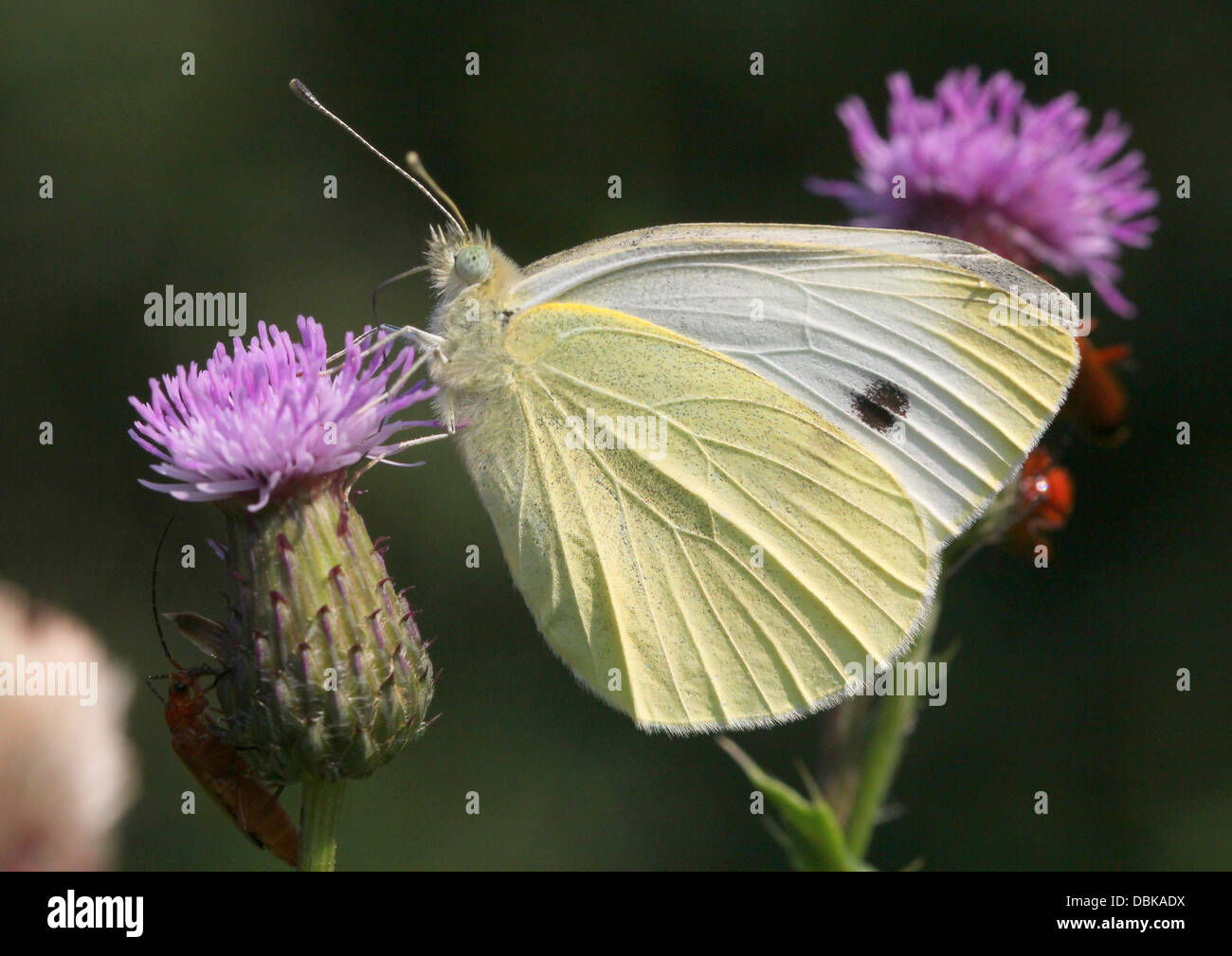 European Small Cabbage White butterfly (Pieris Rapae Stock Photo Alamy