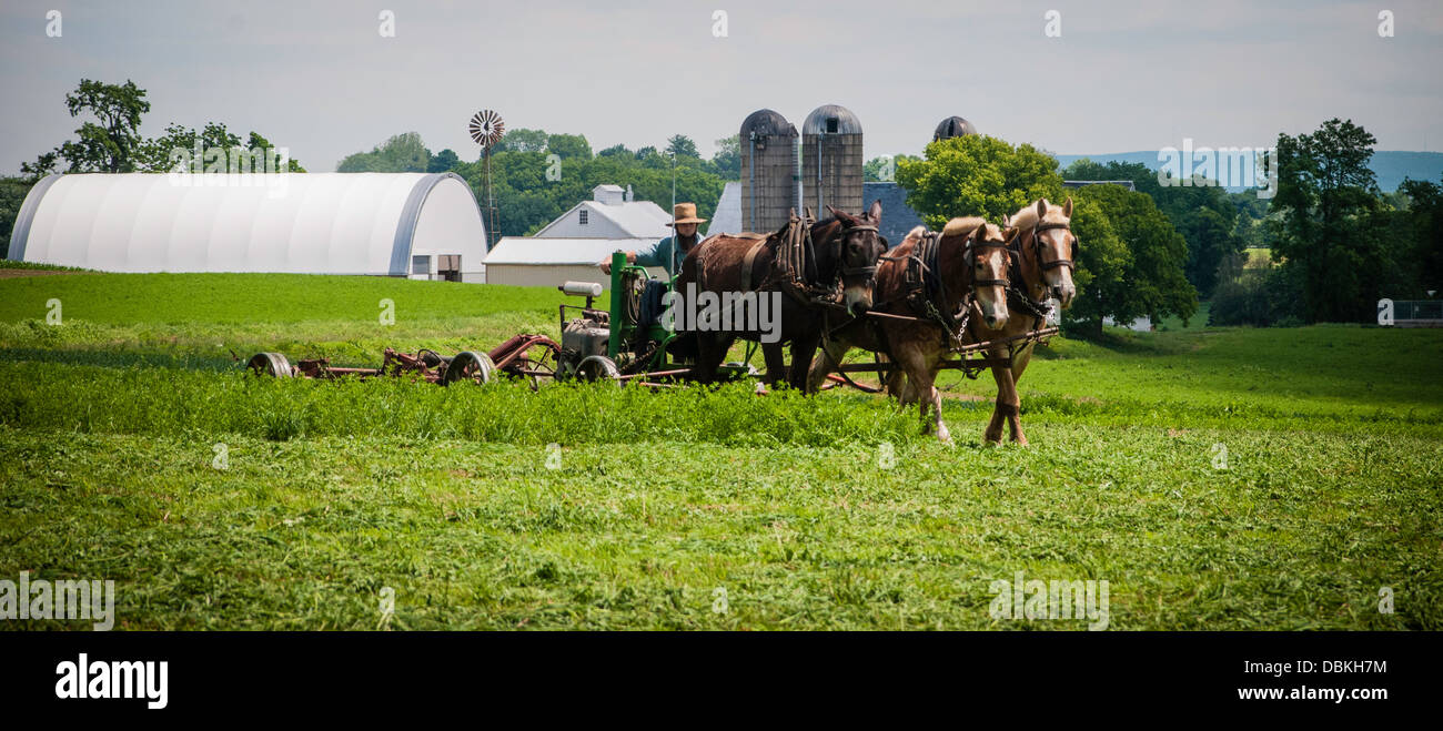 Amish farmer w/ draft horse, mules, plows field Stock Photo - Alamy