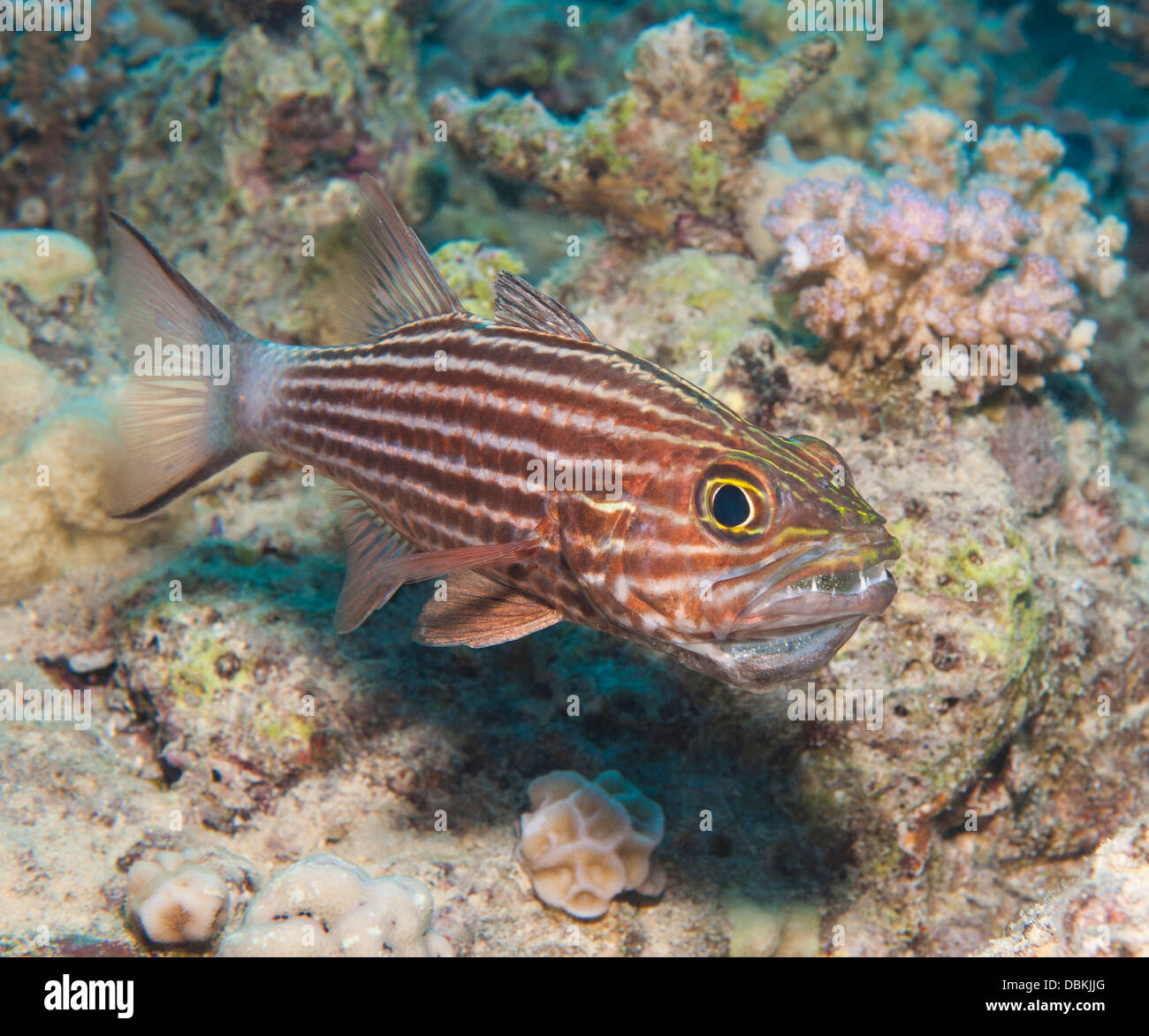 Male tiger cardinal fish cheilodipterus macrodon incubating eggs in mouth on tropical coral reef Stock Photo