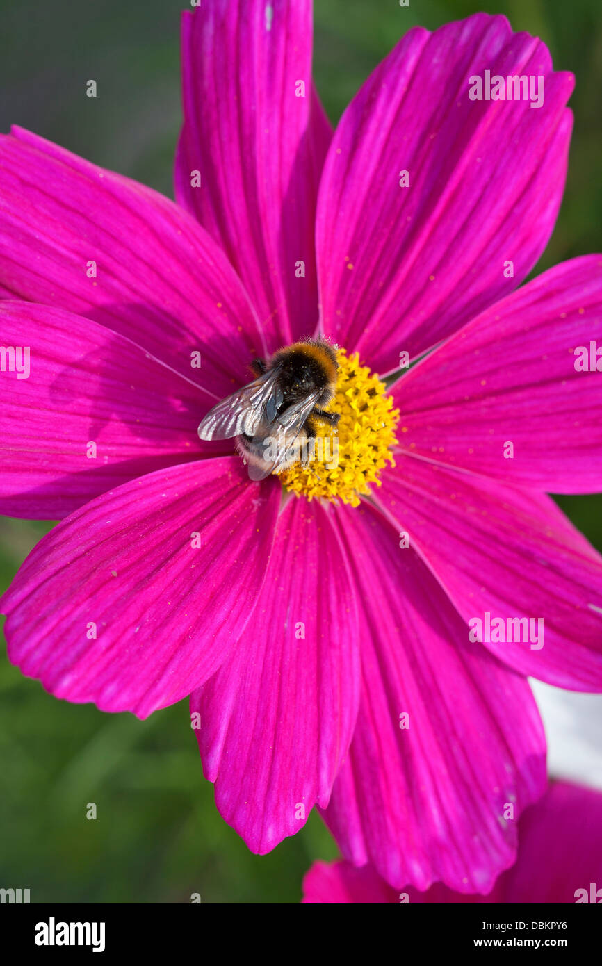 Bumble bee cosmos flower hi-res stock photography and images - Alamy