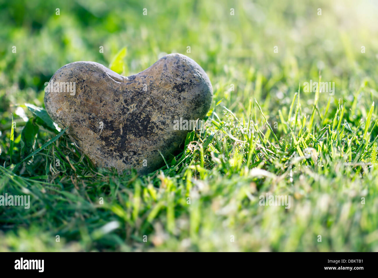 Heart shaped stone in green grass with golden sunlight and copy space Stock Photo