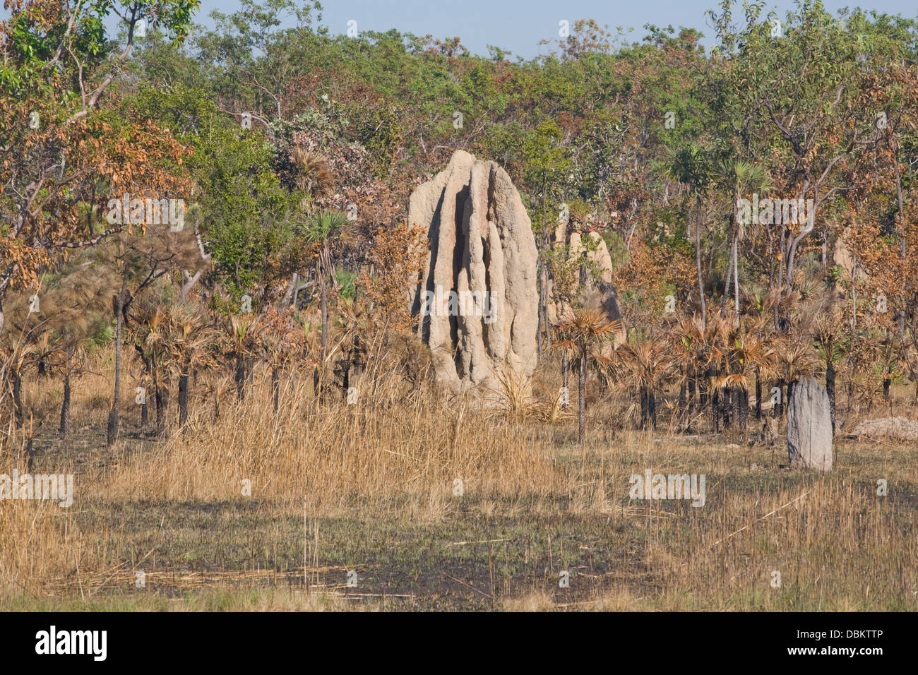 giant termite mounds in northern territory,australia Stock Photo
