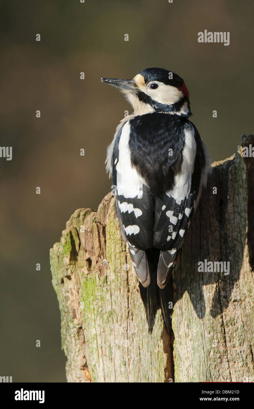 Great Spotted Woodpecker, Dendrocopos major, Lower Saxony, Germany, Europe Stock Photo