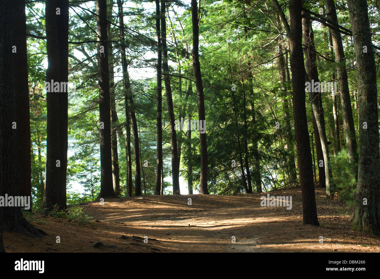 Path to Walden Pond from Thoreau's house site, Concord, MA. Digital photograph Stock Photo