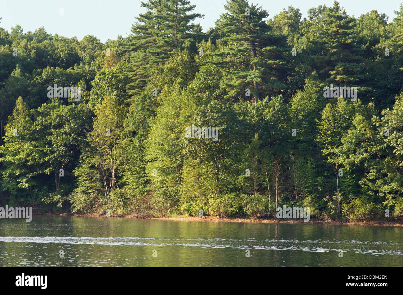 Walden Pond, where Thoreau lived from 1845-1847, Concord, MA. Digital photograph Stock Photo