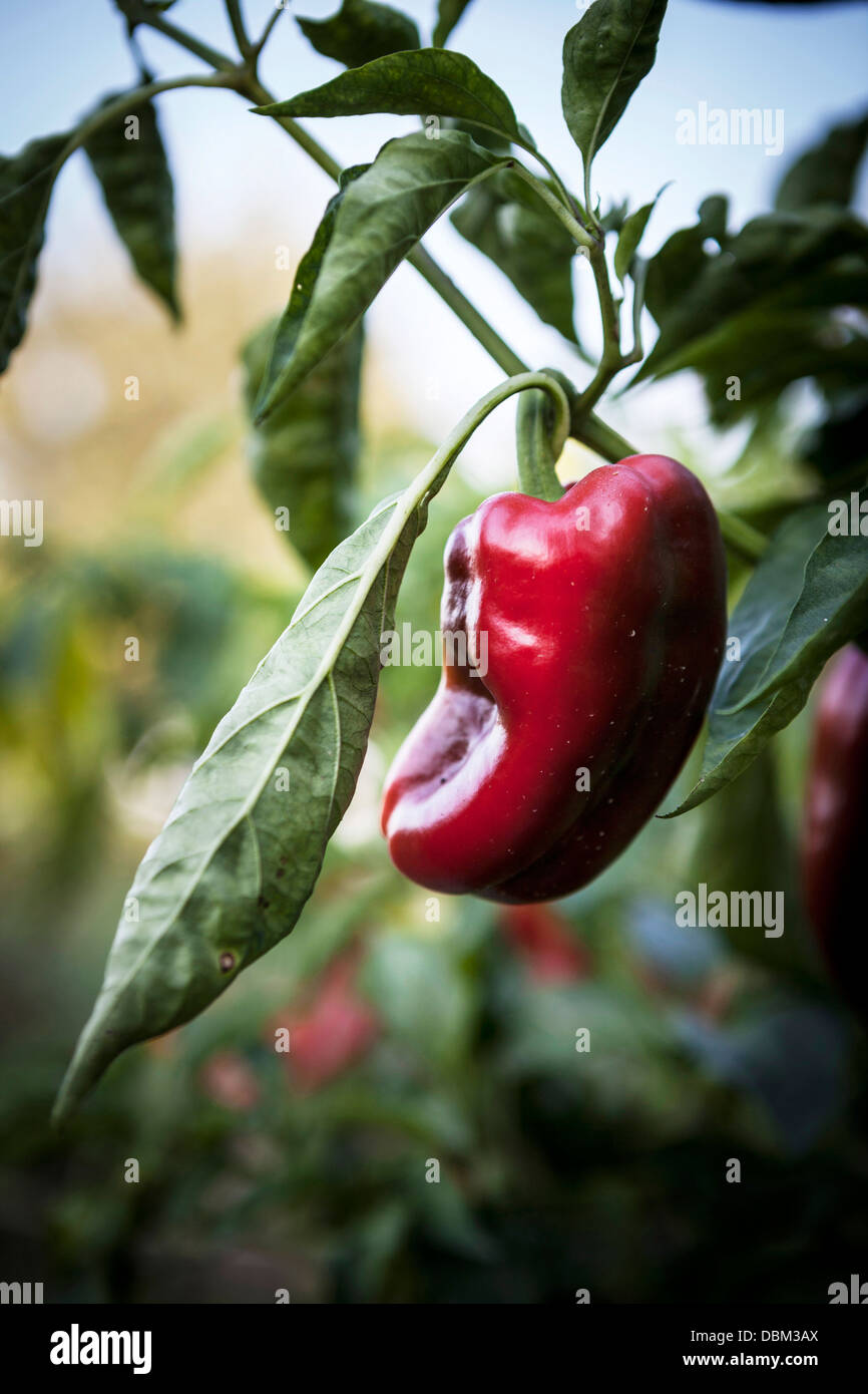 Red Chilli Peppers, Croatia, Slavonia, Europe Stock Photo Alamy