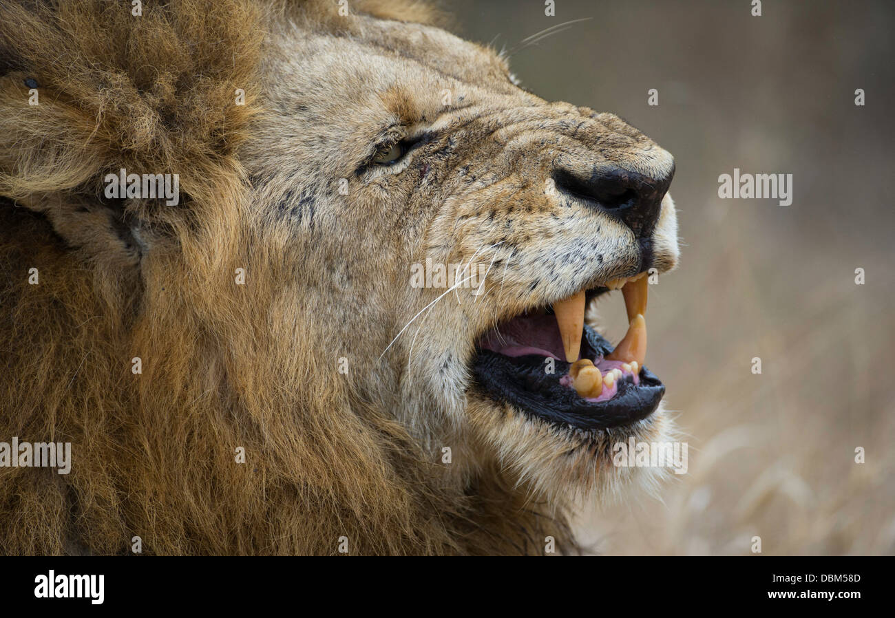 african lion portrait Stock Photo