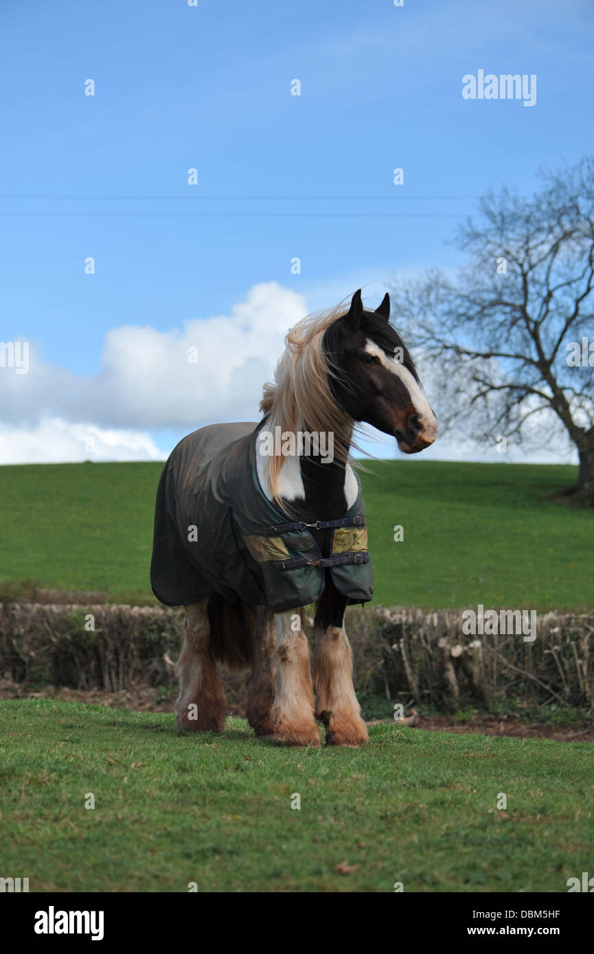 horse standing to attention in his paddock Stock Photo