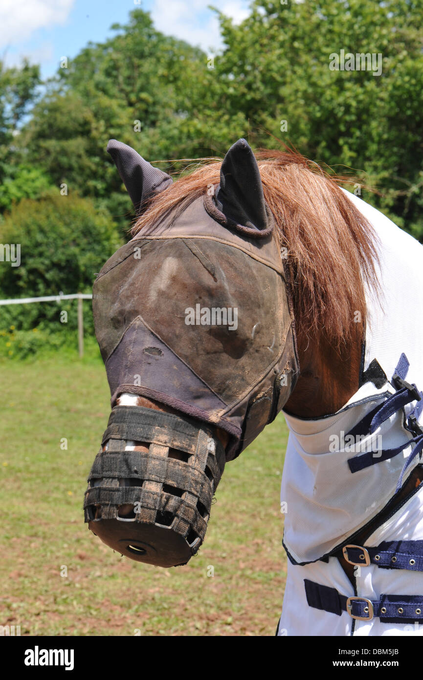 horse standing to attention in his paddockwith a fly mask Stock Photo