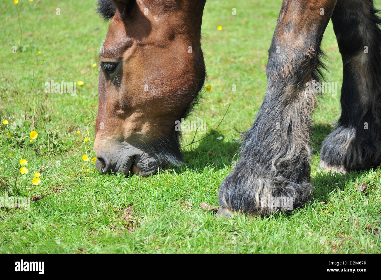 horse eating grass in his paddock Stock Photo