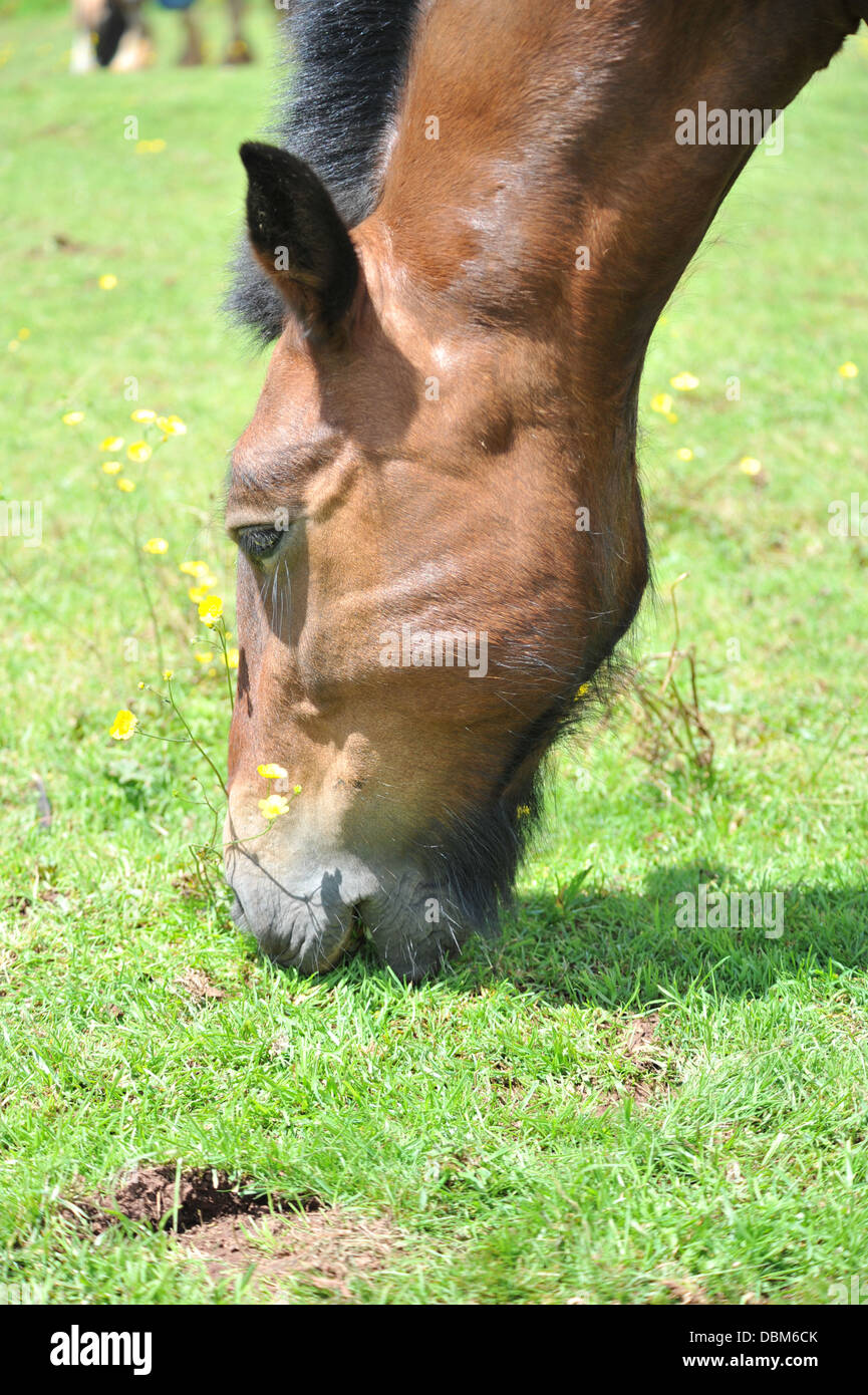 horse grazing in his paddock Stock Photo