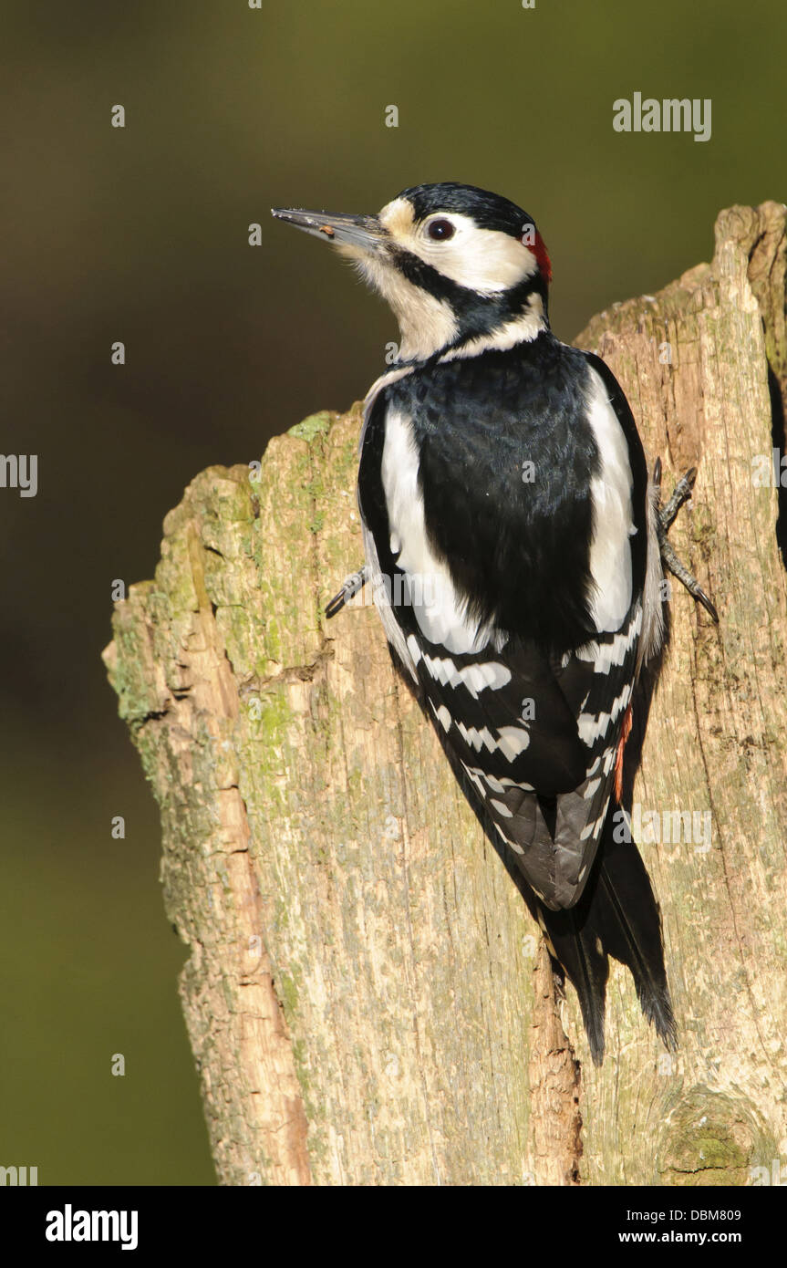 Great Spotted Woodpecker, Dendrocopos major, Lower Saxony, Germany, Europe Stock Photo