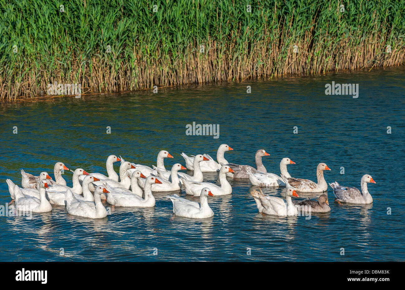 Flock of geese swimming in the river Hull with reeds in the background on a sunny day, Yorkshire, UK. Stock Photo