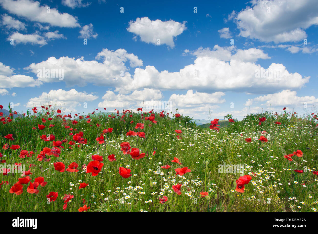 Grass, daisies and wild poppies under blue sky and white clouds Stock ...