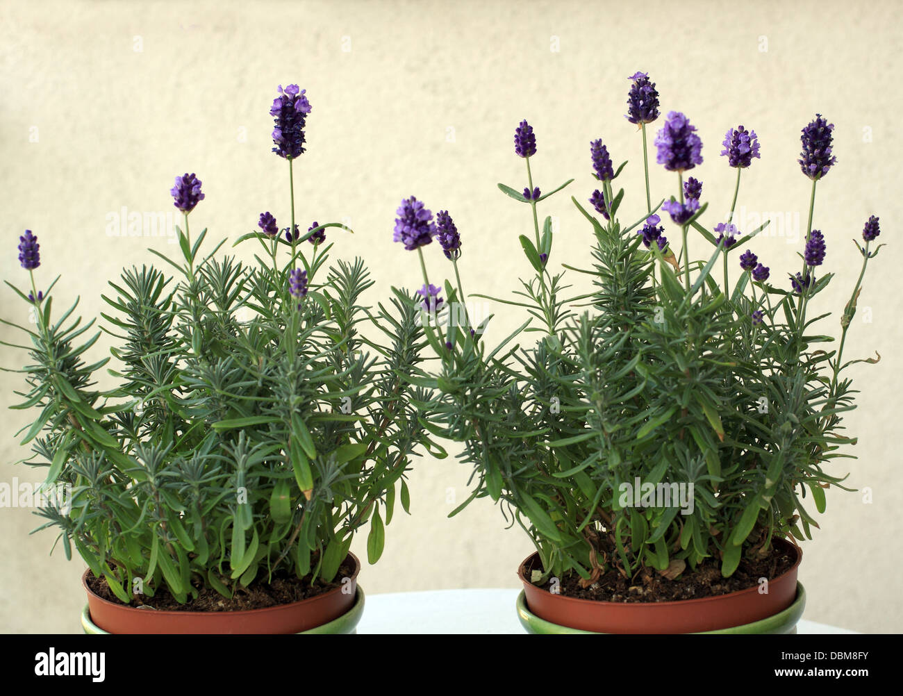 Two flower pots with blue lavender photographed on white background Stock Photo
