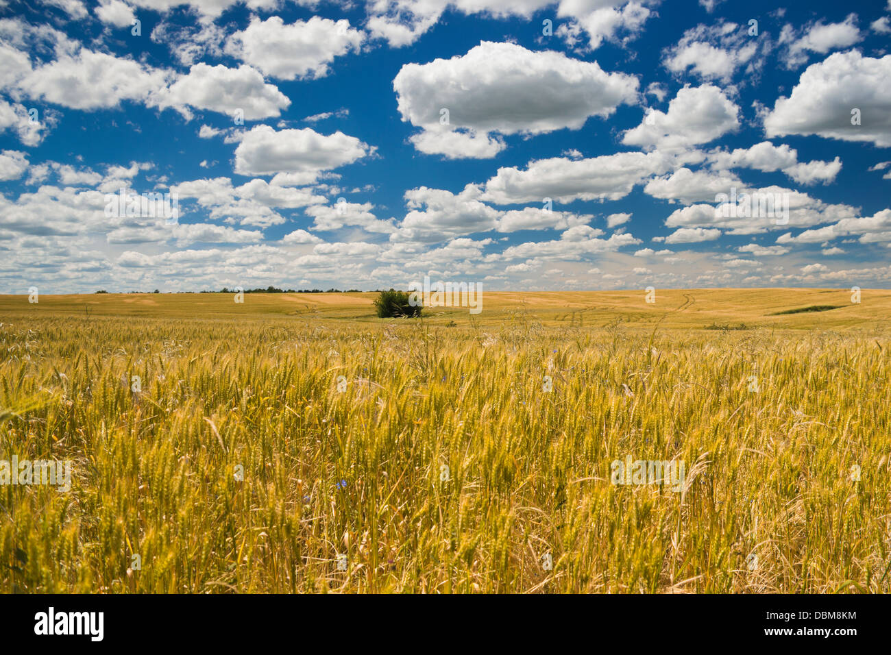 Golden colored field of wheat under blue sky and white clouds on a ...