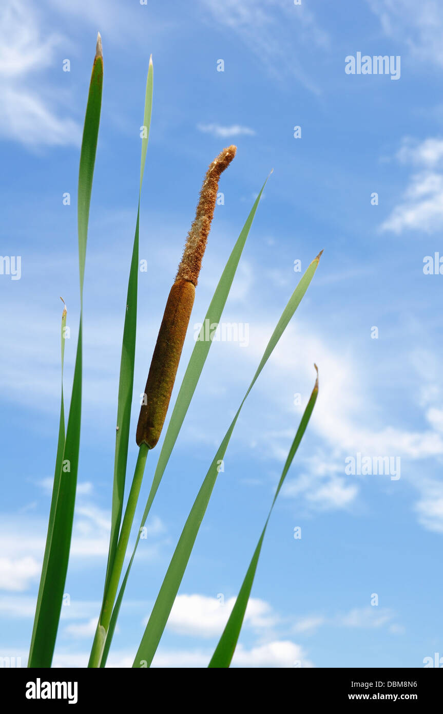 Cattail / Bulrush plant (Typhaceae) Stock Photo
