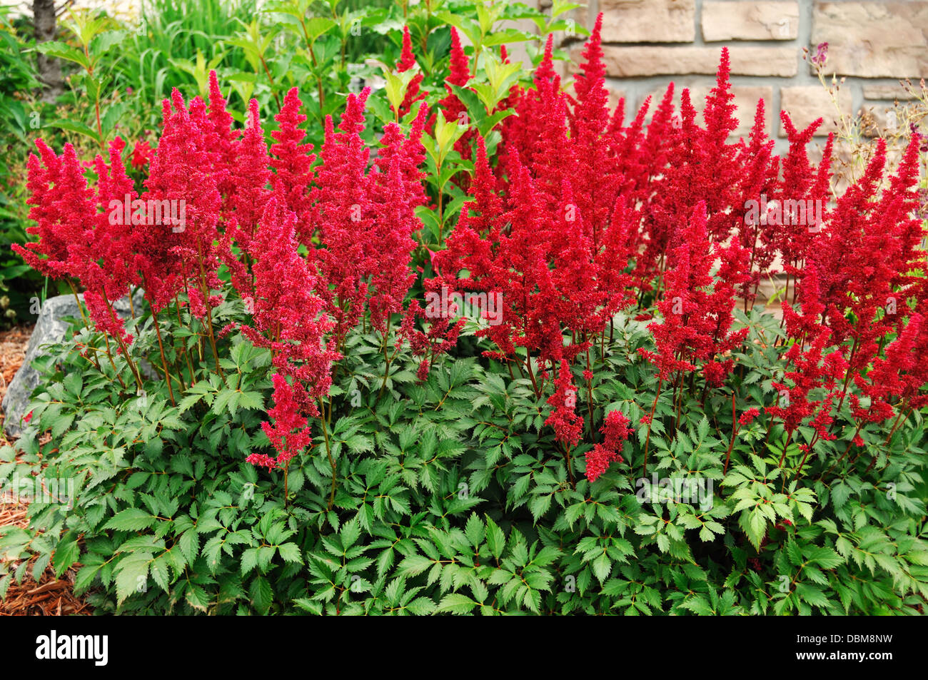 Red Astilbe plant Stock Photo