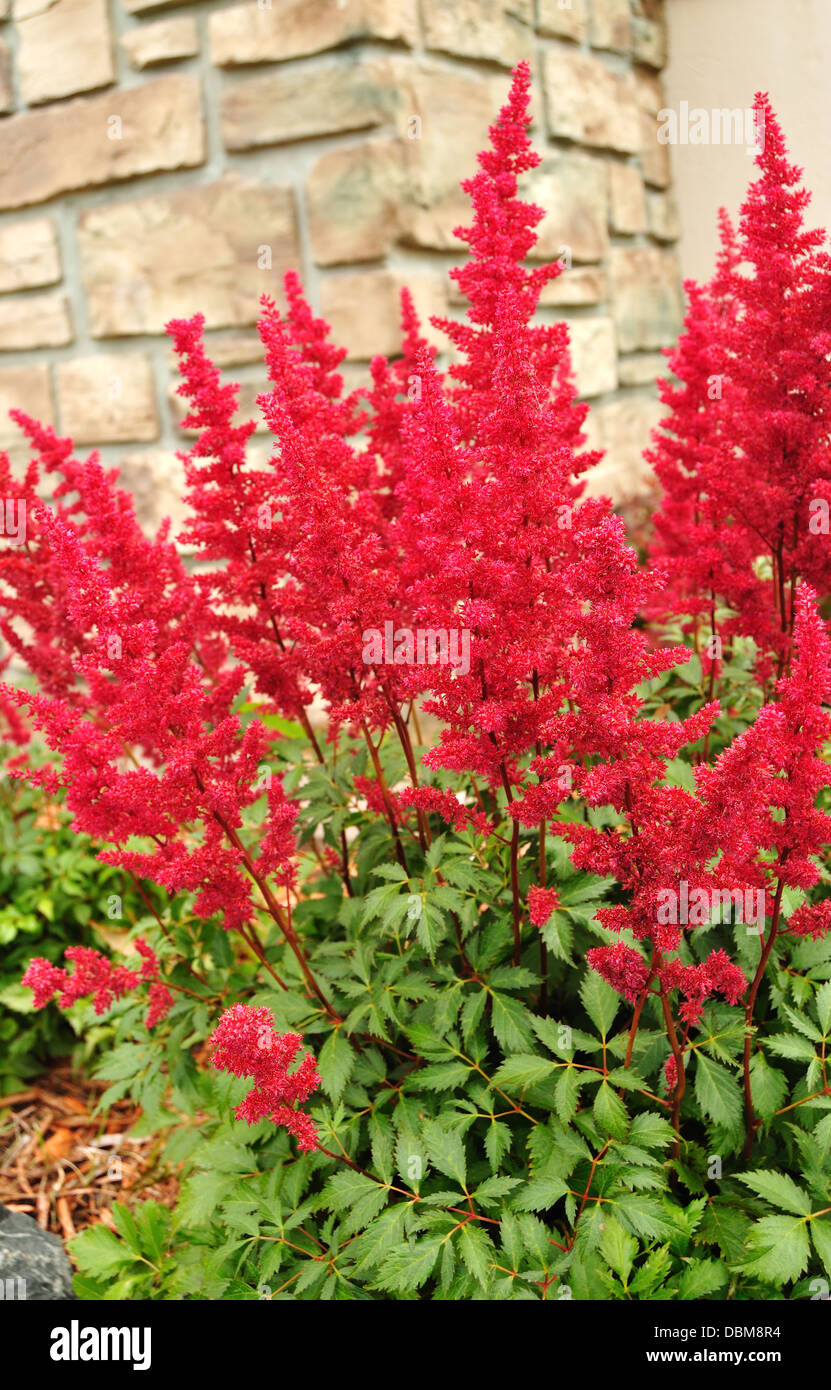 Red Astilbe plant flowering Stock Photo