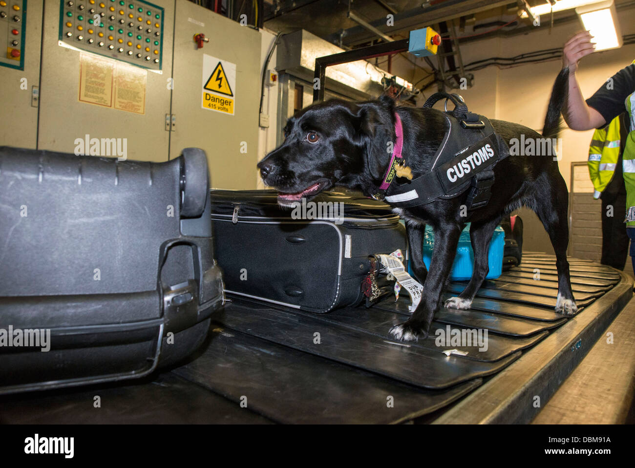 how do sniffer dogs work