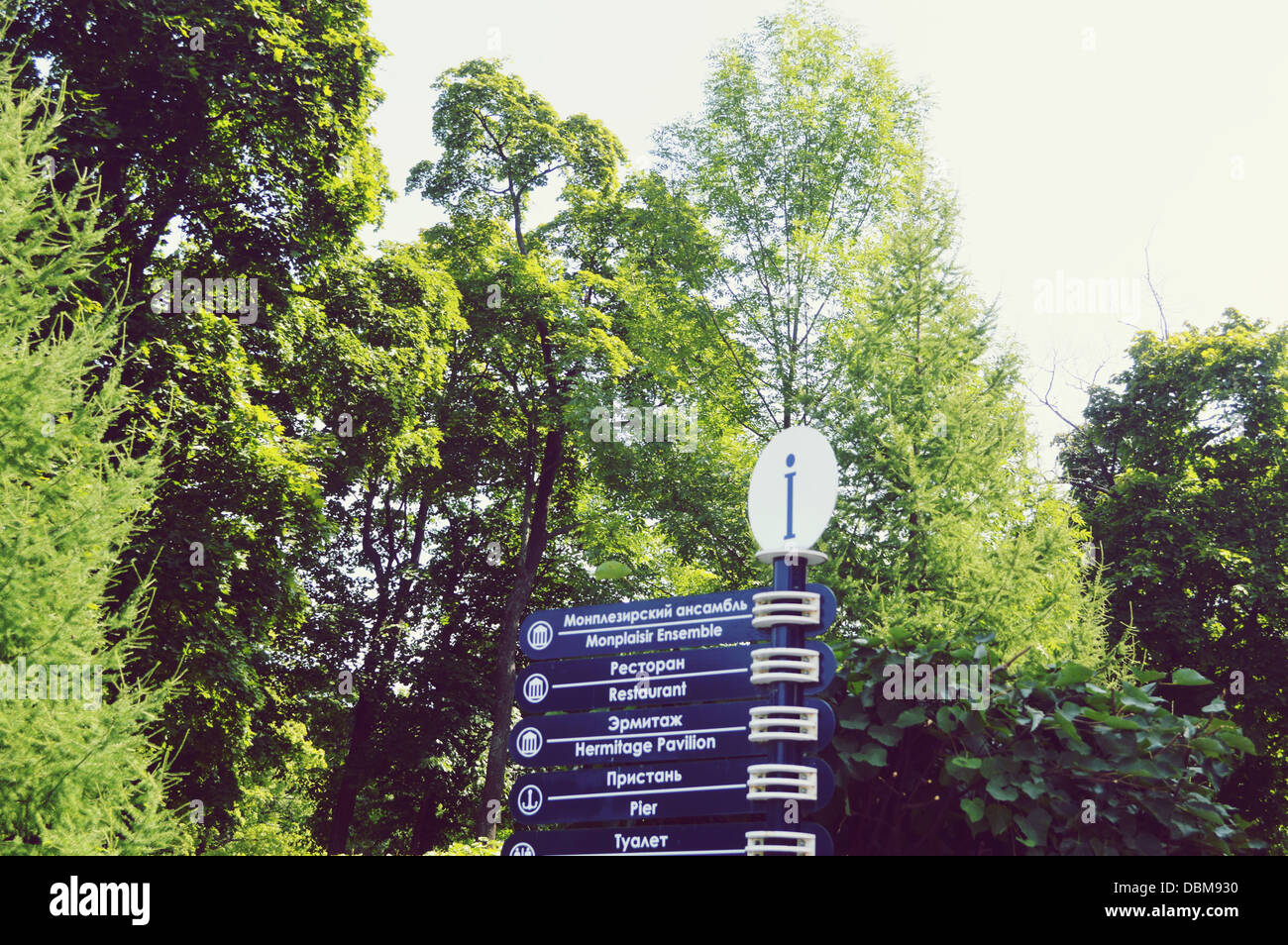 pointer in the green park Stock Photo - Alamy