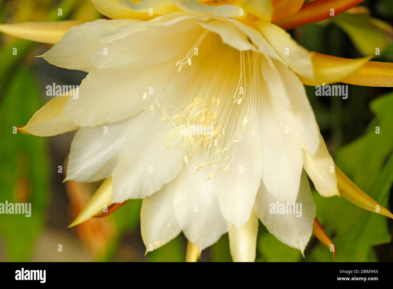 Orchid cacti. Phyllocactus hybr. Stock Photo
