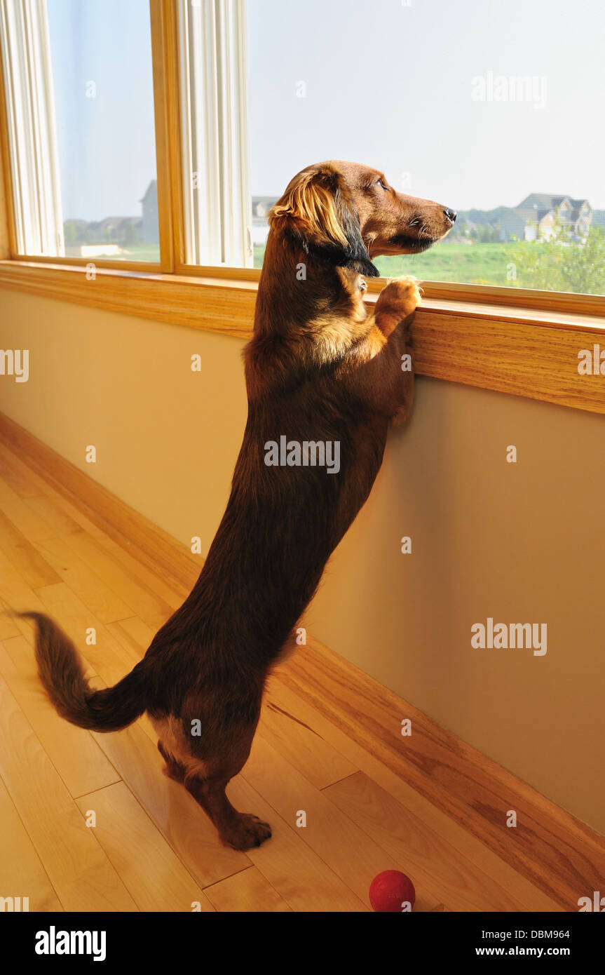 Dachshund dog waiting / looking out of the window Stock Photo