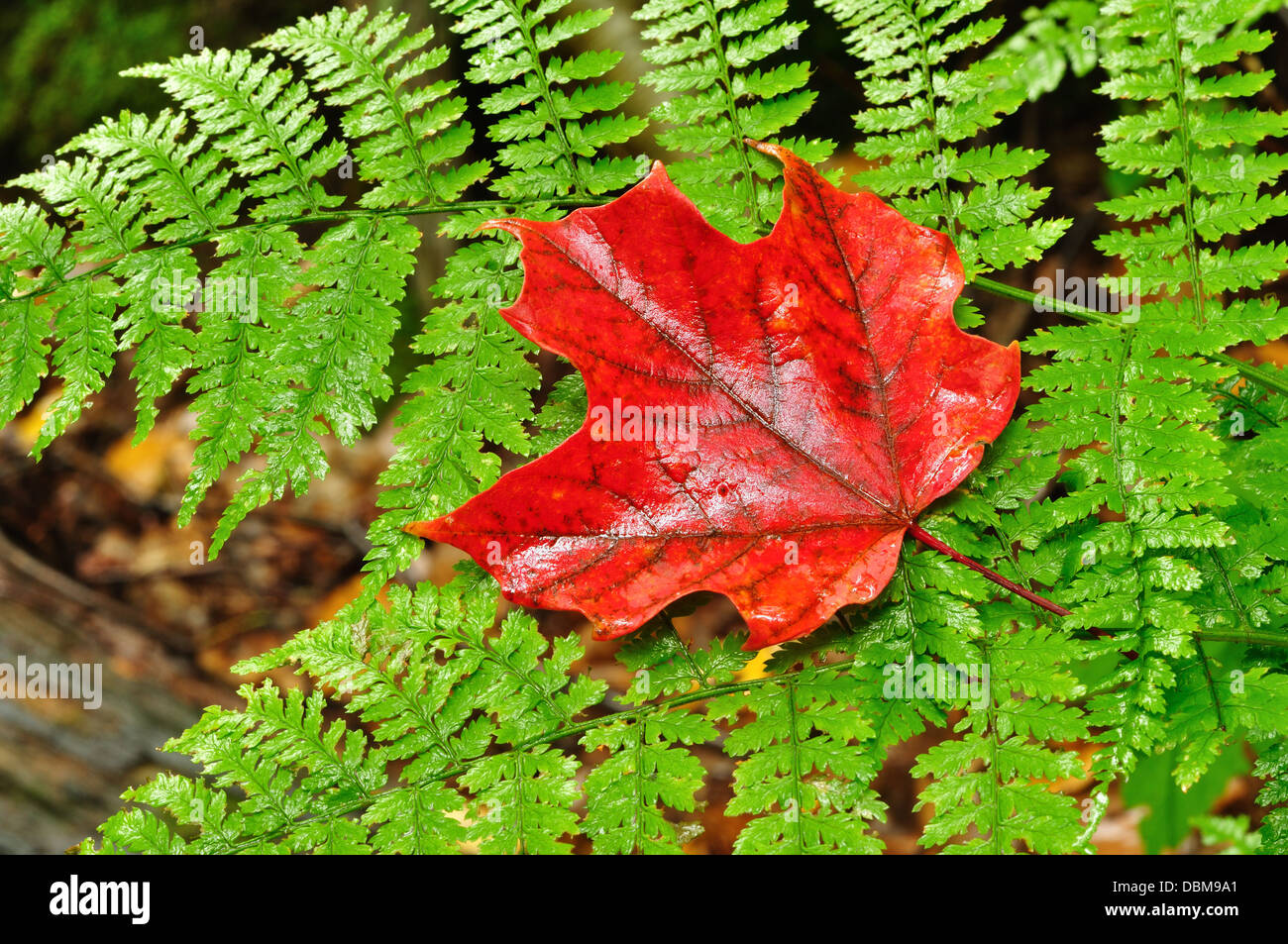 Red Maple leaf on a green fern Stock Photo