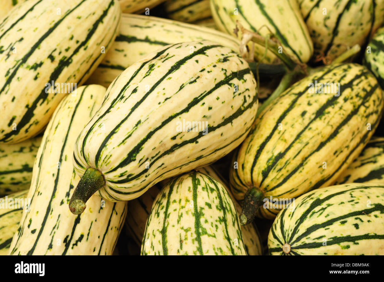 Delicata squash hi-res stock photography and images - Alamy