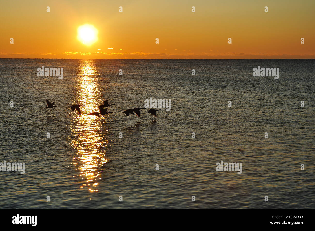 Silhouettes of a flock of Canada Geese - birds migrating at sunrise Stock Photo
