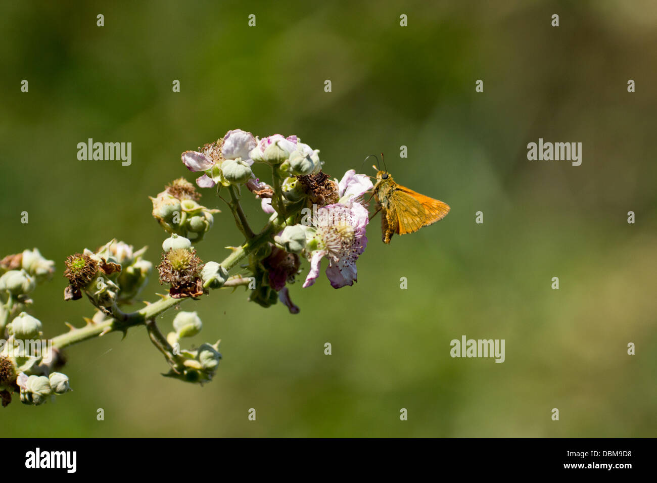 Hanningfield, Essex, UK. 1st August, 2013. A large skipper butterfly feeds on bramble flowers in Hanningfield, Essex, UK. Temperatures forecast to reach 32 degrees today as the summer sun returns. Credit:  Chris Pringle and Rebecca Andrews/Alamy Live News Stock Photo