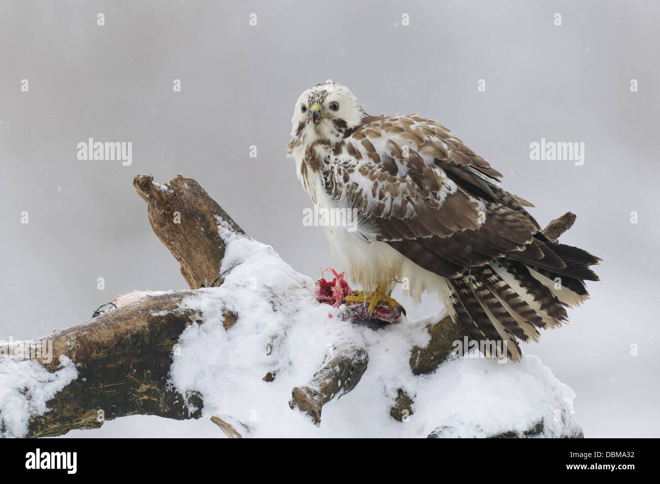 Birds of prey of europe hires stock photography and images Alamy