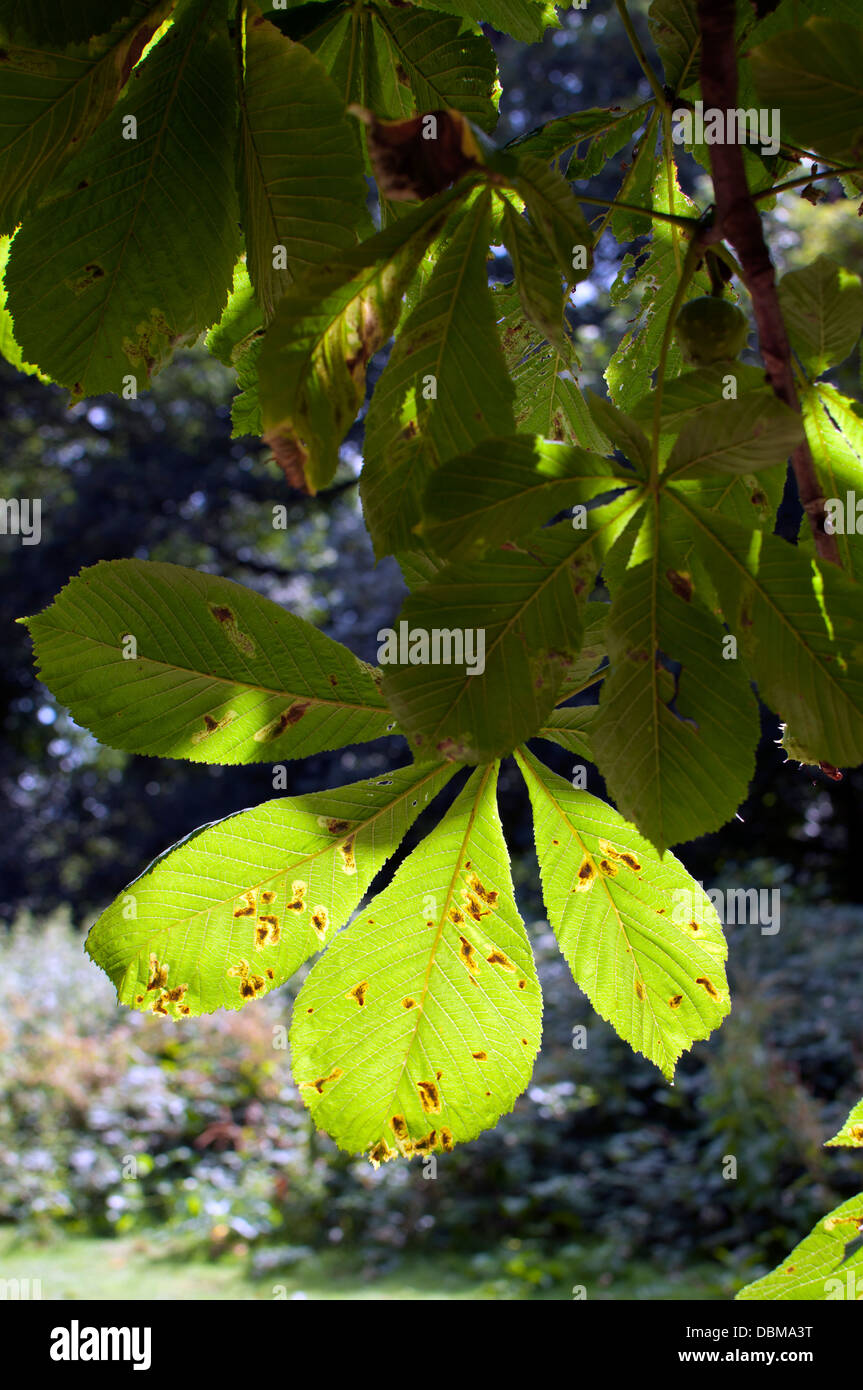 Horse Chestnut leaves with Leaf Miner Moth (Cameraria ohridella) infection Stock Photo