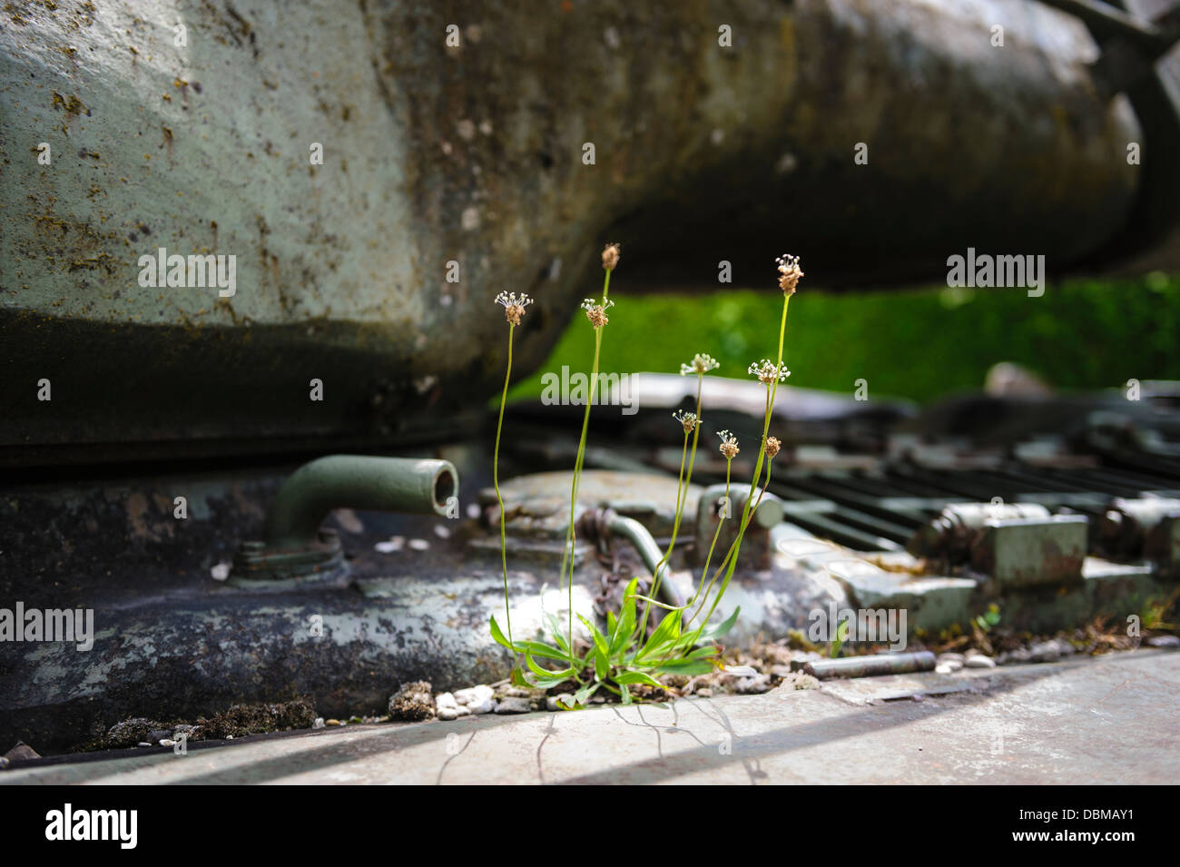 Flowers growing on an old American tank from WW11 at Valmy, Marne, France Stock Photo
