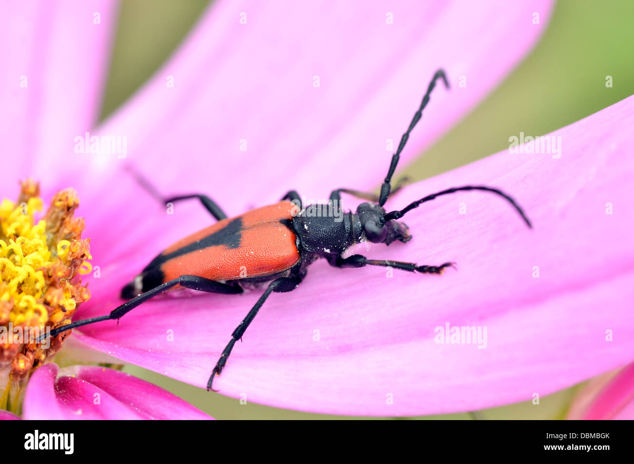 Macro of beetle (Leptura cordigera) on pink petal of cosmos flower Stock Photo